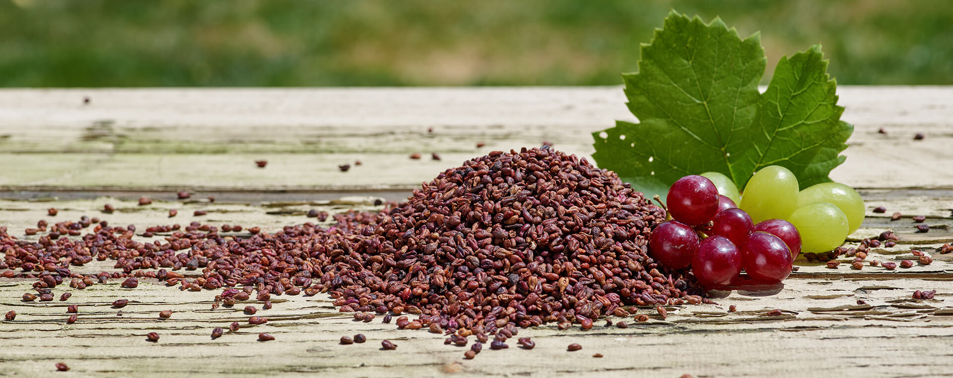 rotbraune Traubenkerne liegen als kleiner Haufen auf einem hellen Tisch
